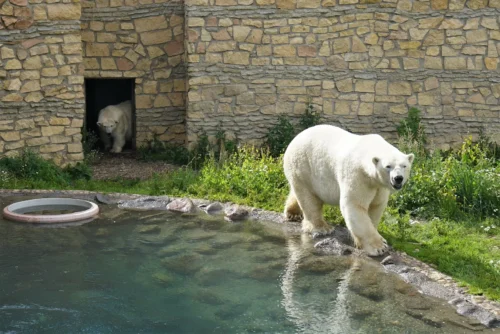 Jääkaru Tallinna Loomaaias. Pilt nende kodulehelt